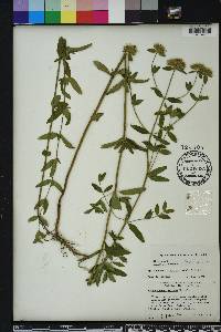 Pycnanthemum flexuosum image