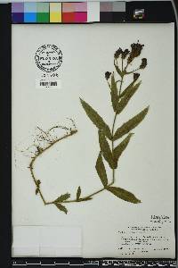 Verbena rigida image