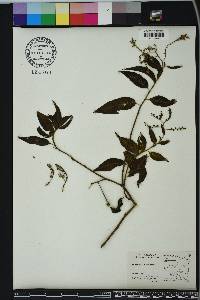 Tournefortia volubilis image