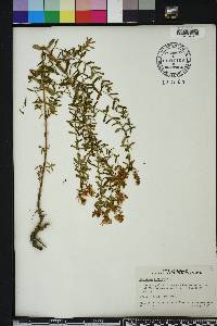 Hypericum perforatum image