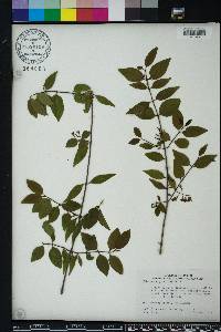 Chiococca parvifolia image