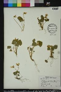 Viola cucullata image