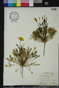 Eschscholzia californica image