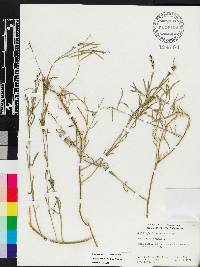 Stillingia linearifolia image