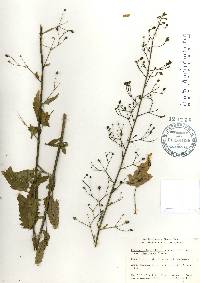Scrophularia californica subsp. floribunda image