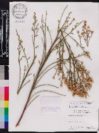 Baccharis sergiloides image