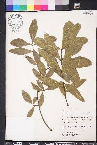 Quercus laurifolia image