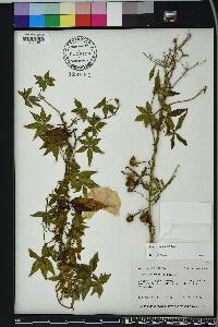 Ipomoea cairica image