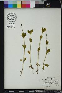 Phyla nodiflora image