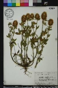 Trifolium vesiculosum image