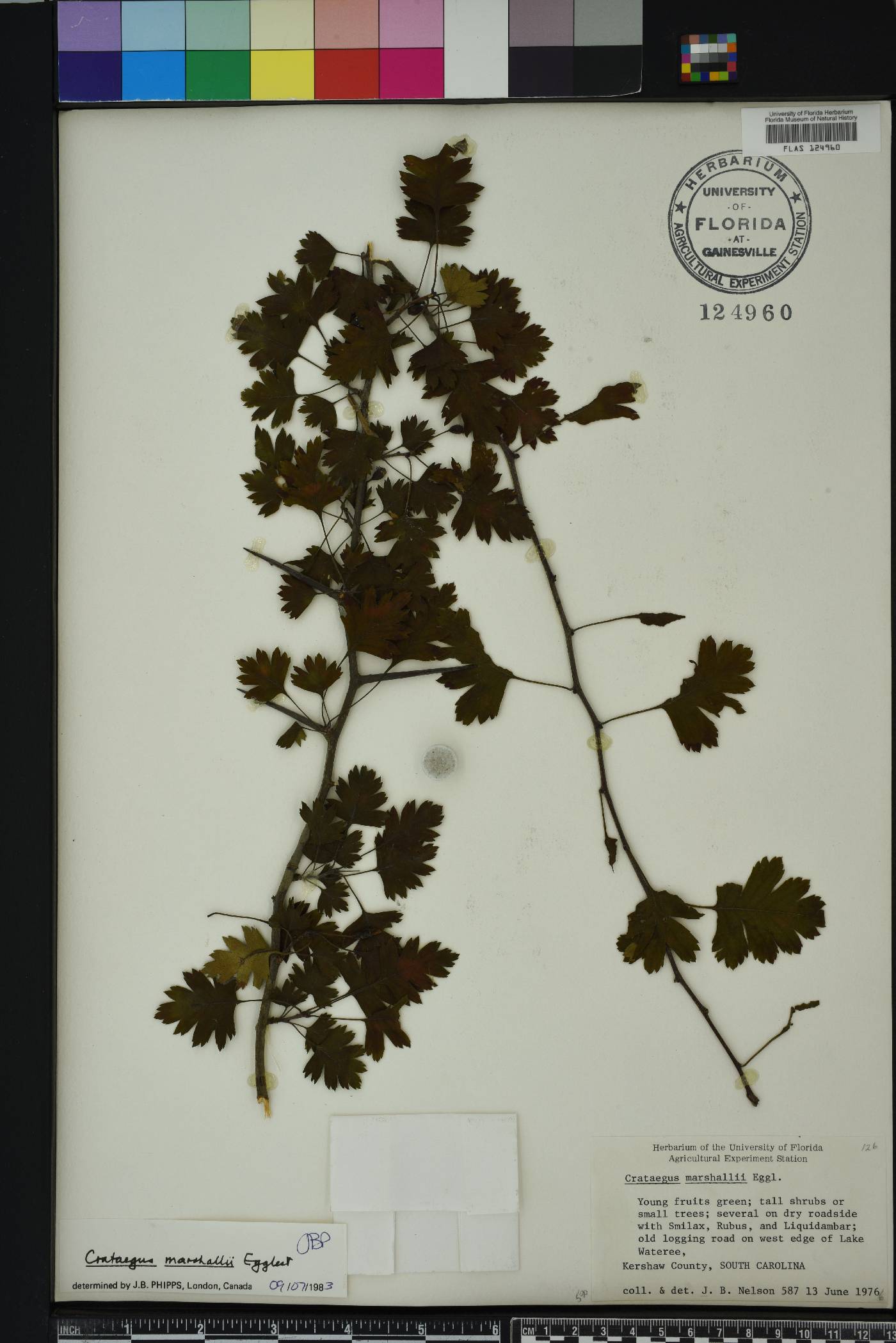 Crataegus marshallii image