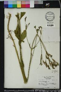 Verbena brasiliensis image