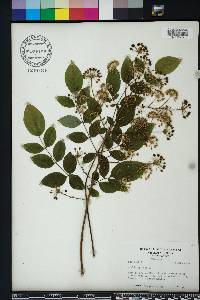 Aralia spinosa image