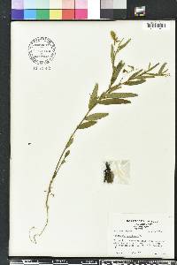 Crotalaria sagittalis image