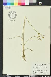 Juncus scirpoides image