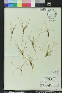 Eleocharis albida image