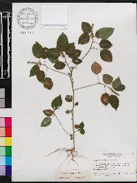 Acalypha setosa image