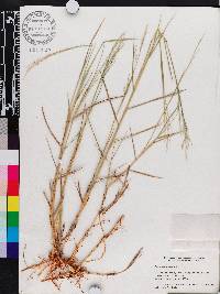 Panicum repens image