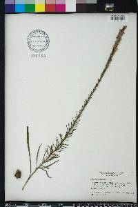 Liatris chapmanii image