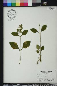 Scutellaria elliptica image