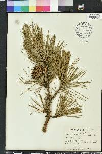 Pinus echinata image