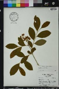 Lyonia mariana image