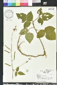 Desmodium canescens image