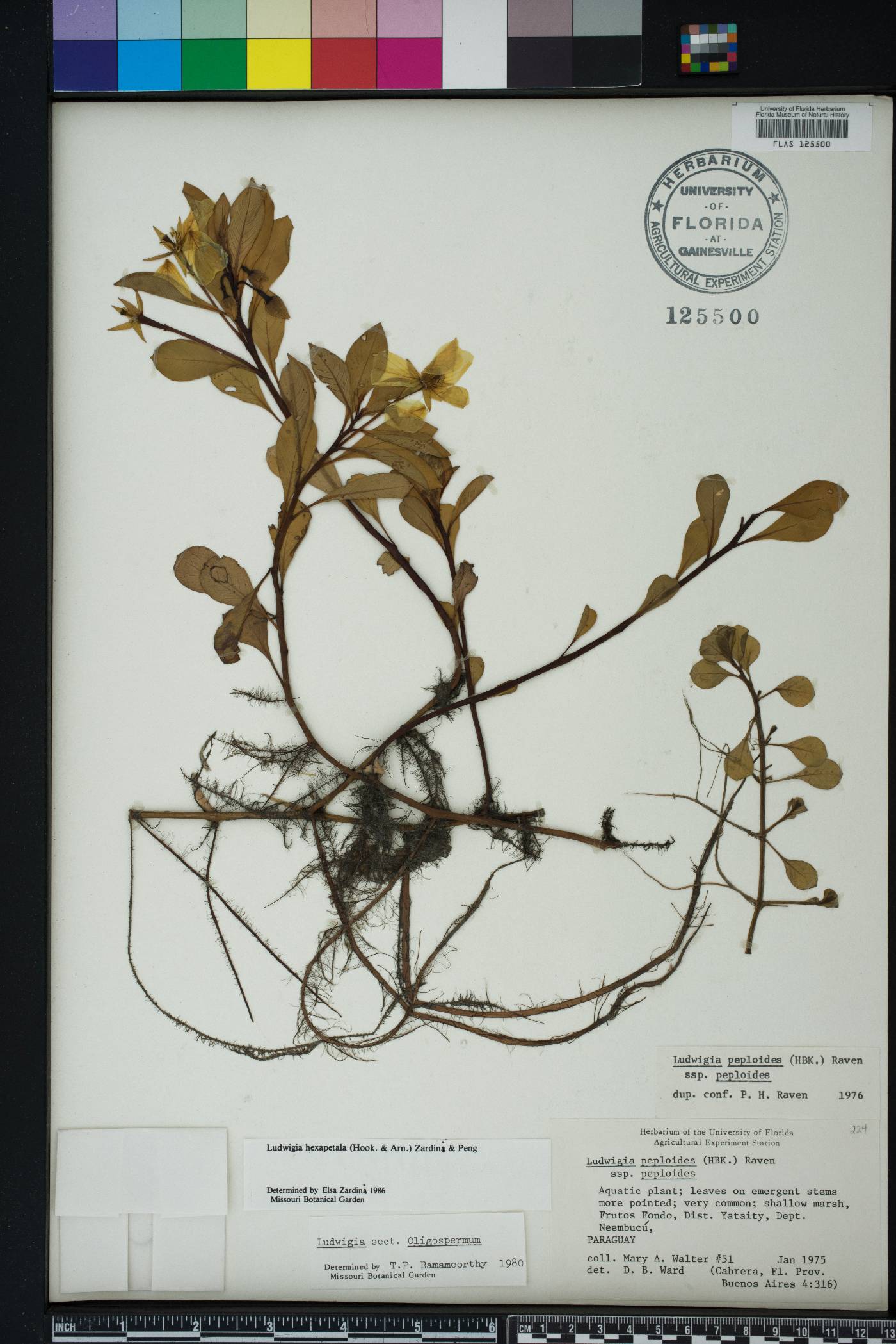 Ludwigia hexapetala image