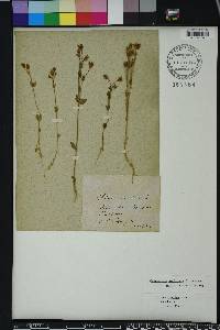 Blackstonia perfoliata image