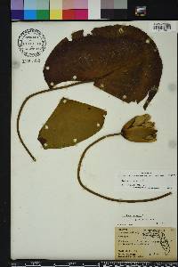 Image Associated With the Occurence