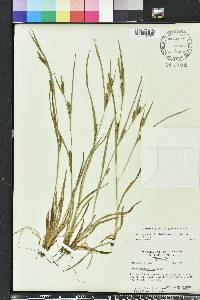 Carex glaucodea image