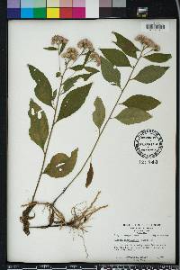 Pluchea longifolia image