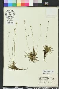 Lachnocaulon anceps image