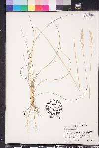 Danthonia sericea image