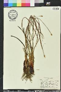 Xyris caroliniana image