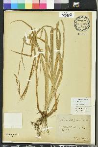 Carex strigosa image