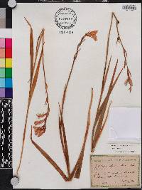 Gladiolus illyricus image