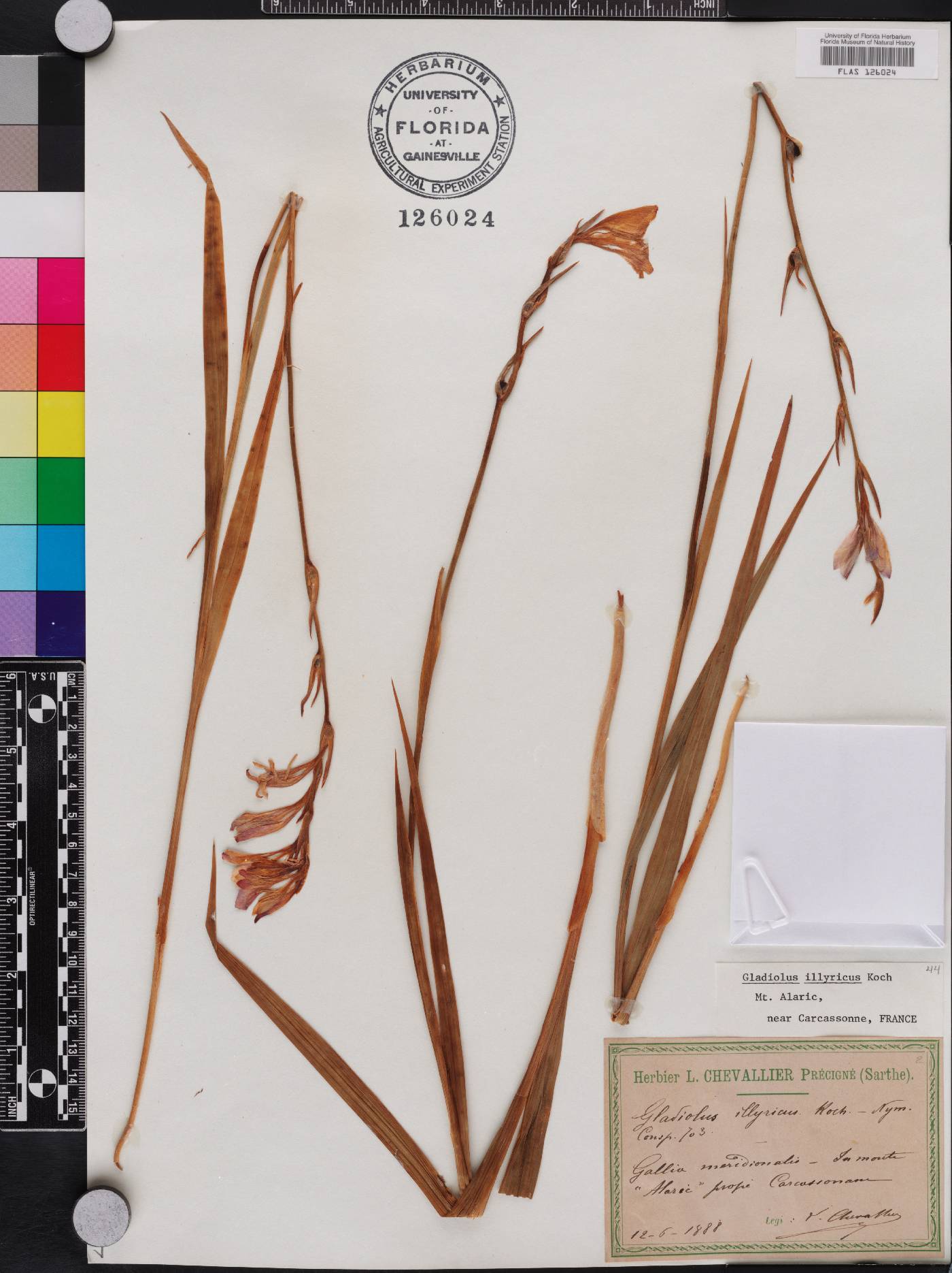 Gladiolus illyricus image