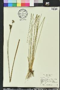 Juncus scirpoides image