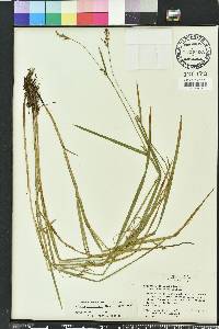 Scleria reticularis image