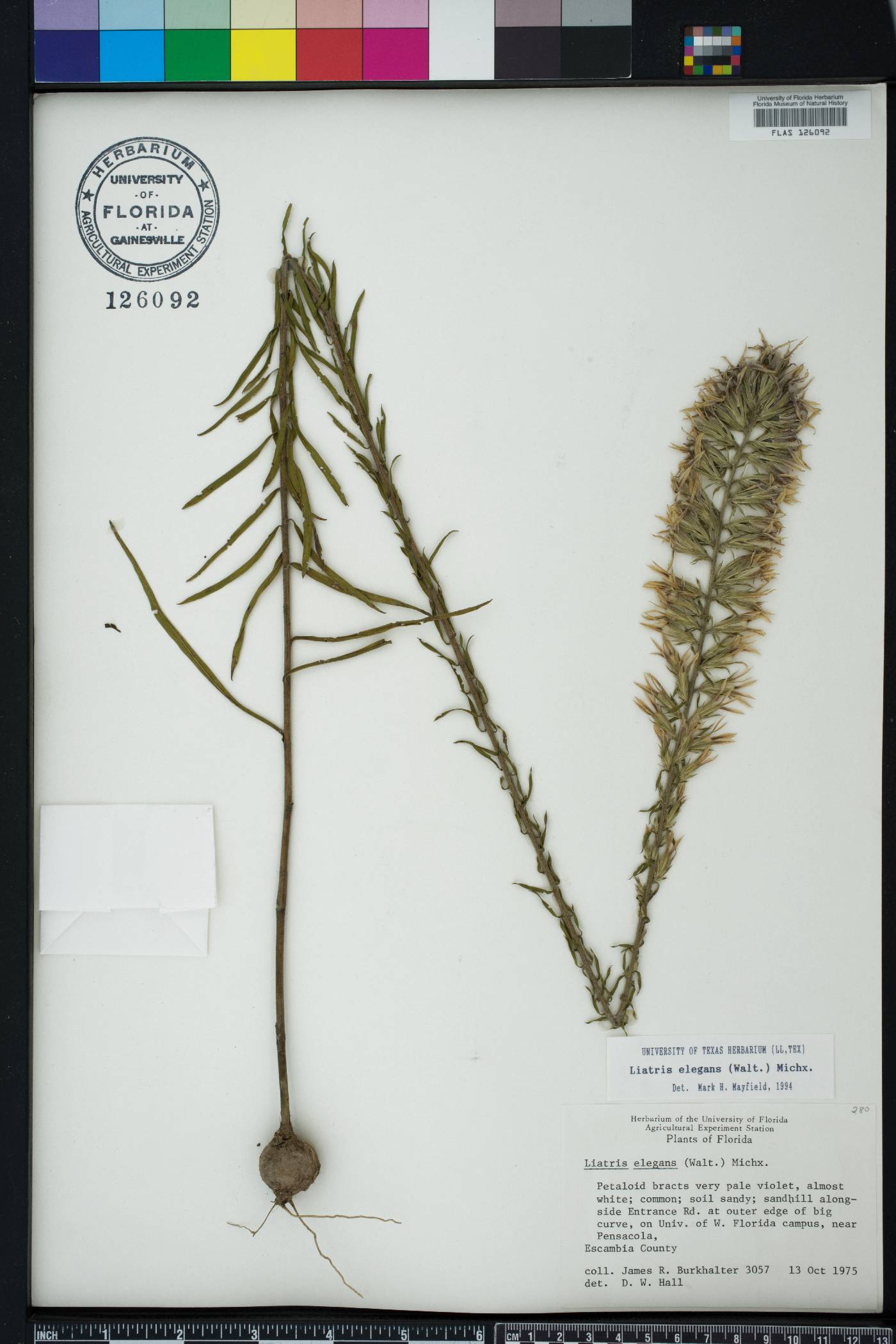 Liatris elegans image