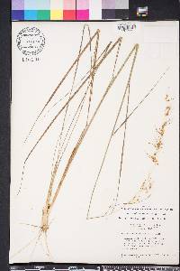 Sorghastrum secundum image