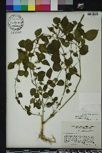 Acalypha setosa image