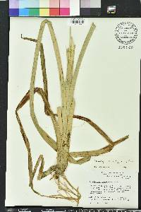 Rhynchospora corniculata image