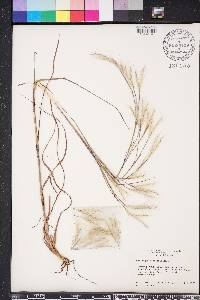 Andropogon ternarius image