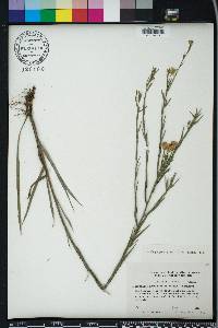 Pityopsis graminifolia image