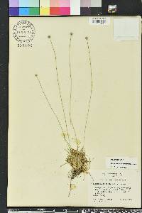 Lachnocaulon anceps image