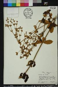 Eriogonum tomentosum image