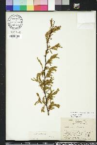 Vachellia farnesiana image