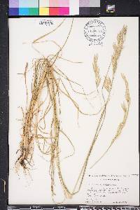 Bromus catharticus image